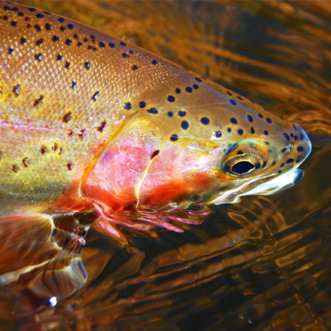 Abell River Ranch Fly Fishing