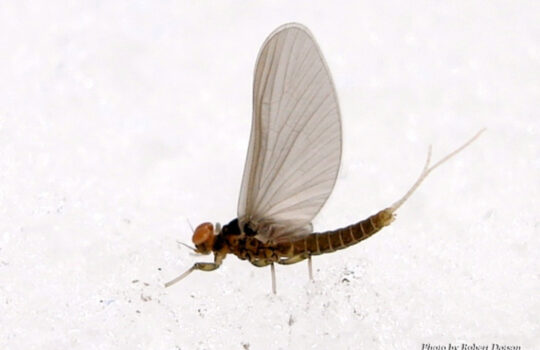 BWO Mayfly