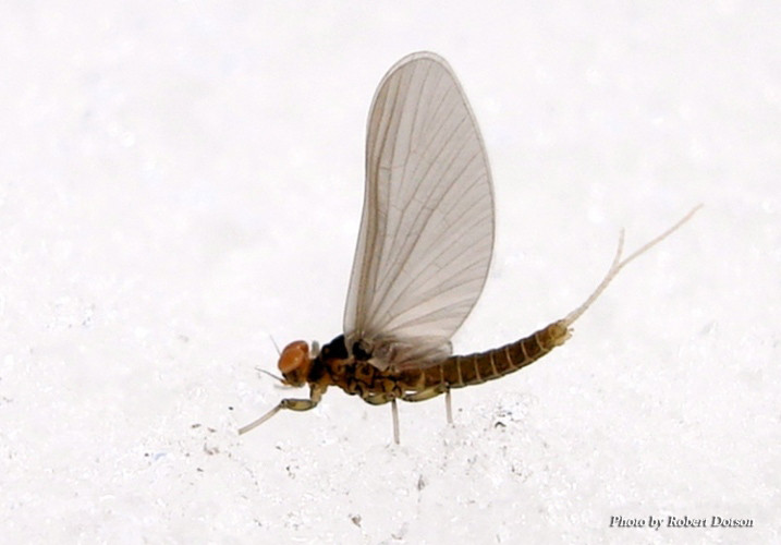 BWO Mayfly