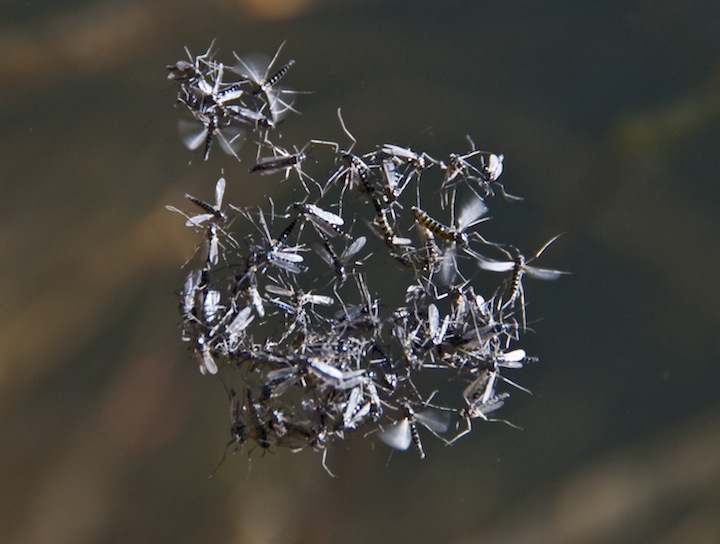 Midge Cluster