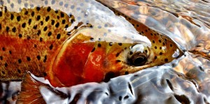 Colorado Rainbow Trout