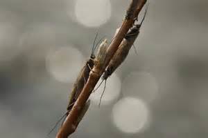 Caddis Fly