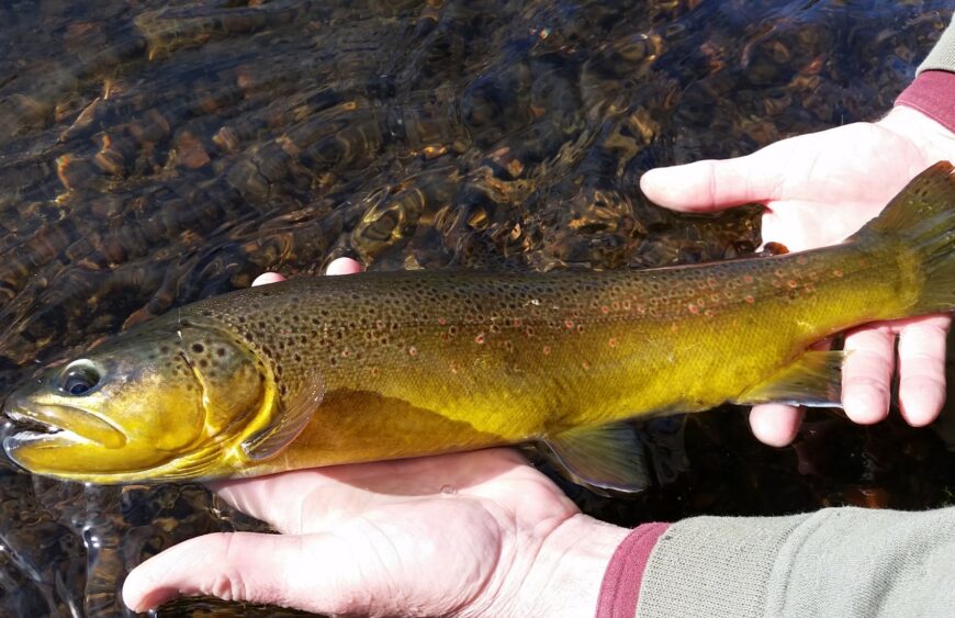 Brown in Hand