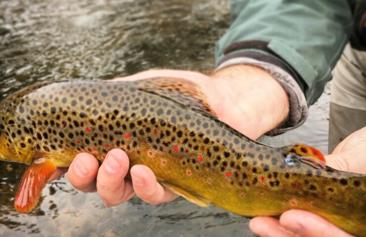 Colorado Brown Trout