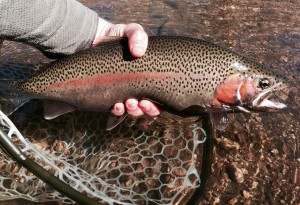 Colorado Fly Fishing