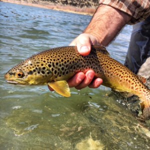 San Juan River Brown