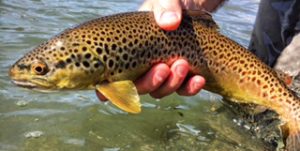 San Juan River Brown