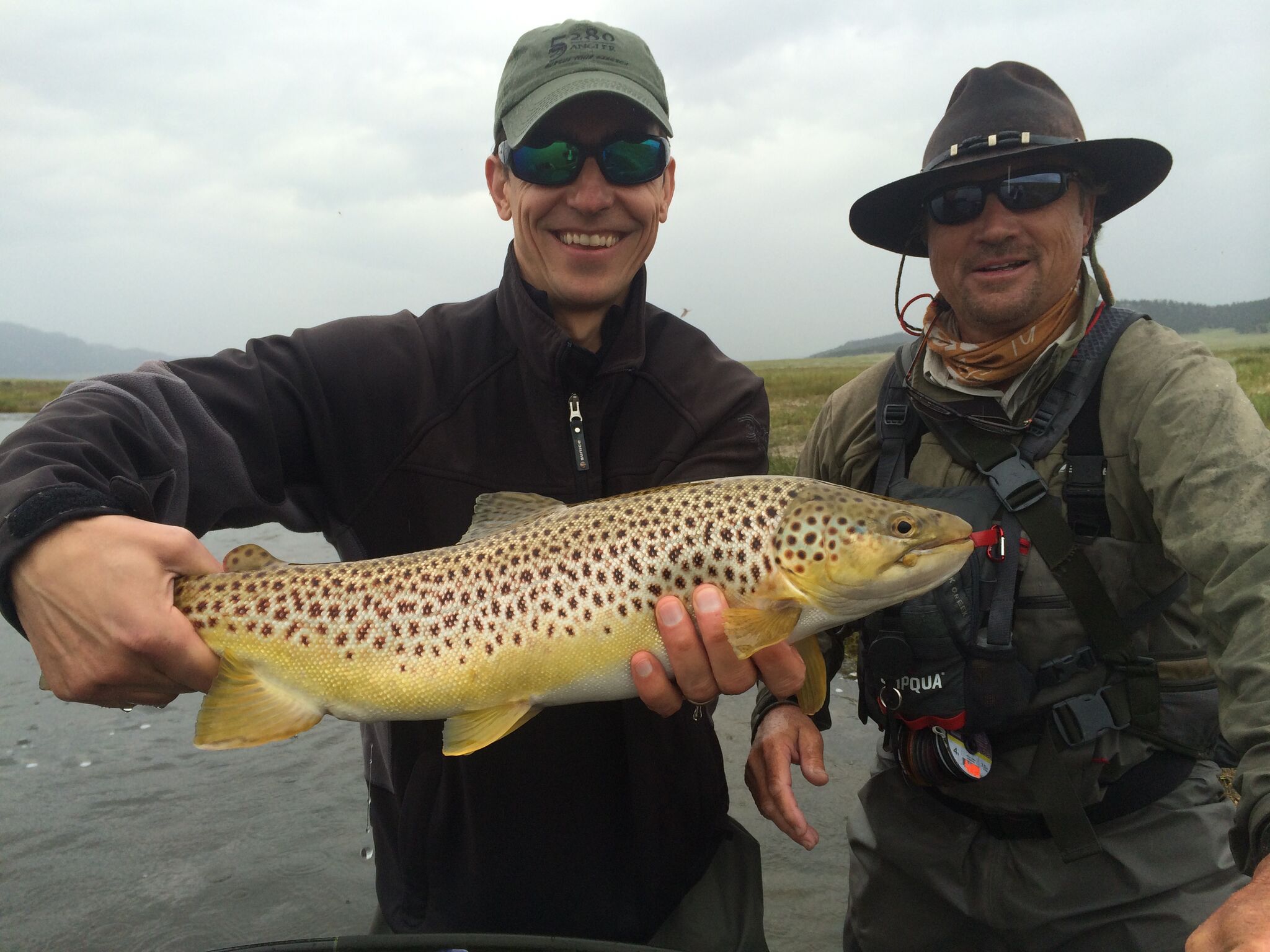 Brown Trout