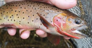 Colorado Native Greenback Cutthroat Trout