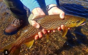 fall-brown-trout-closeup