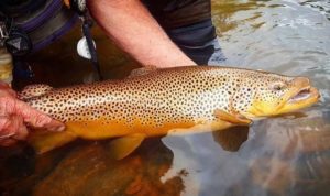 fall-brown-trout-kype