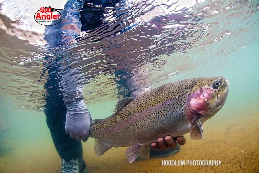 Colorado Fly Fishing Guides - Boxwood Gulch Ranch - 5280 Angler