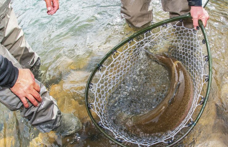 Huge Trout in the Net