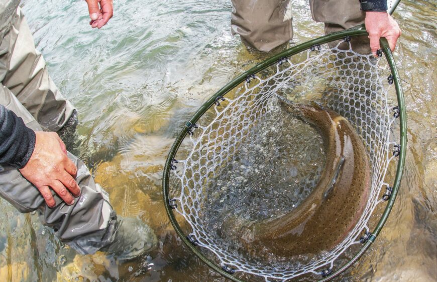 Huge Trout in the Net