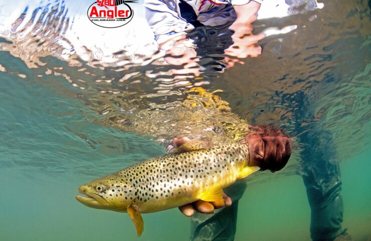 Underwater Brown Trout 5280 Angler