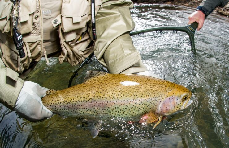 Boxwood Gulch Ranch Catch and Release