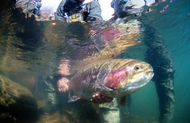 Coming at you release at Boxwood Gulch Ranch Underwater