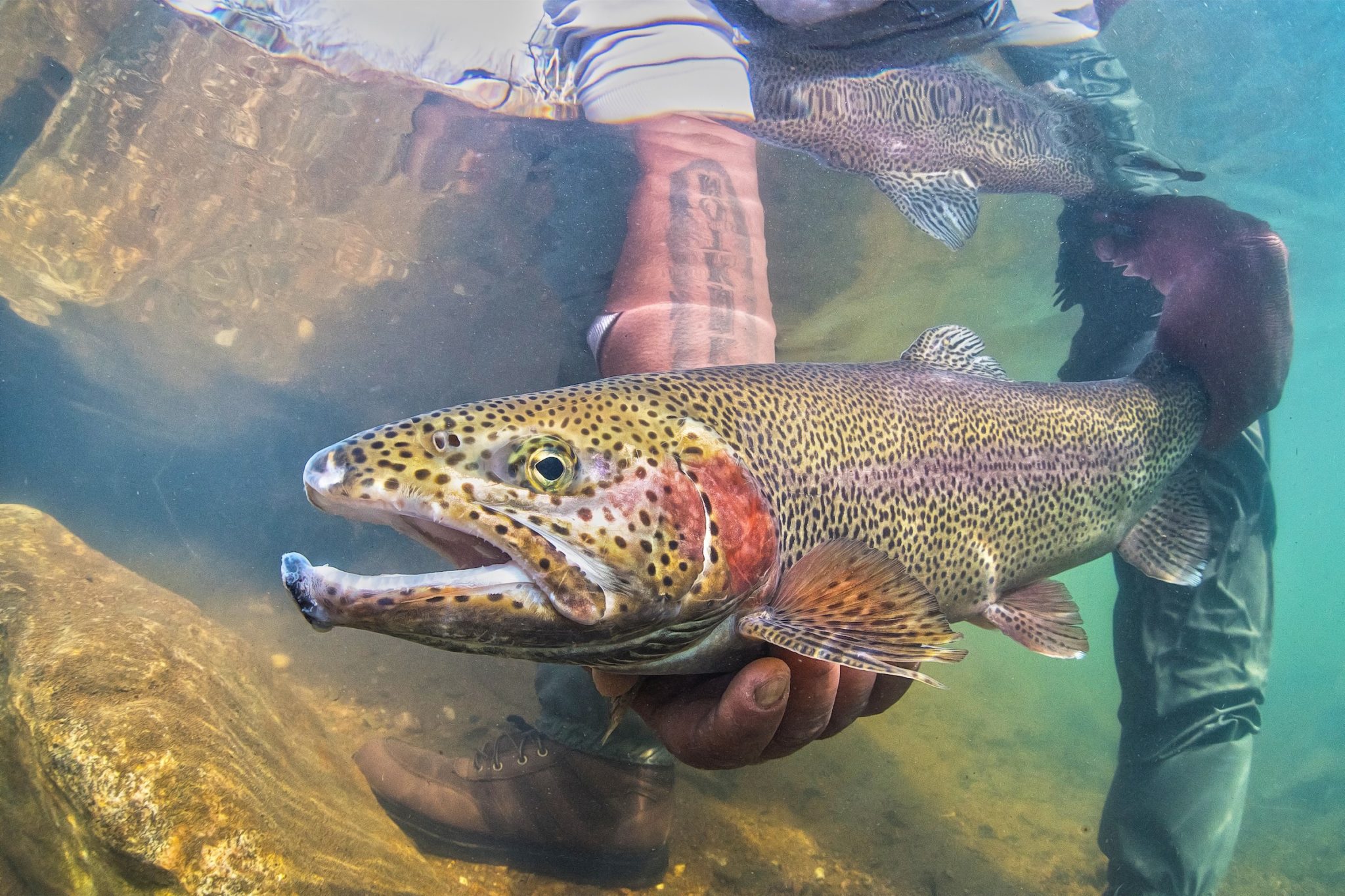 Male Underwater release shot - Boxwood Gulch Ranch