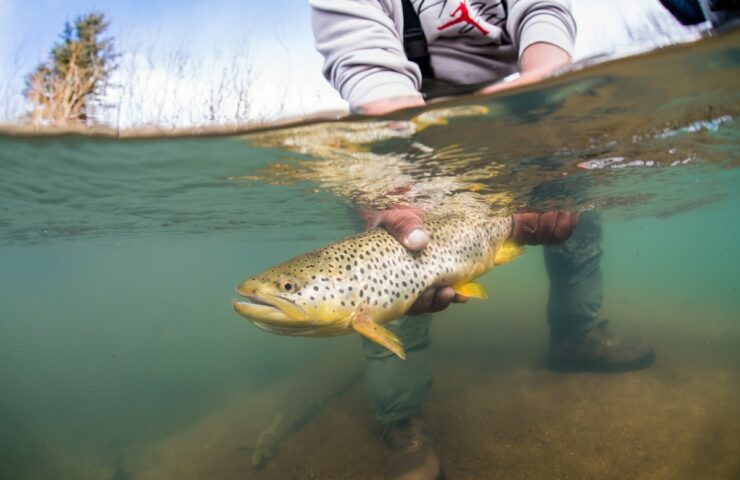 split shot – underwater release brown trout