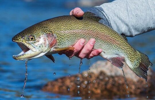 Colorado Fly Fishing