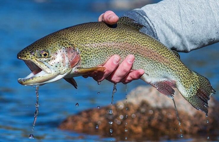 Colorado Fly Fishing