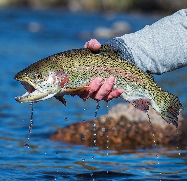 Colorado Fly Fishing