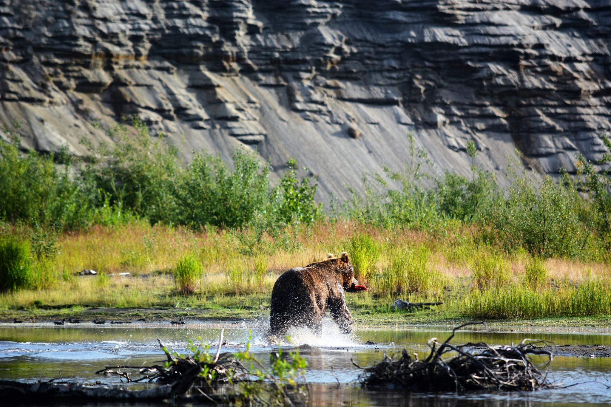 Alagnak River Bear