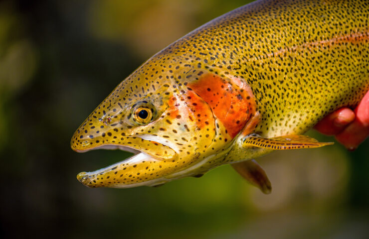 Bruiser Rainbow Trout