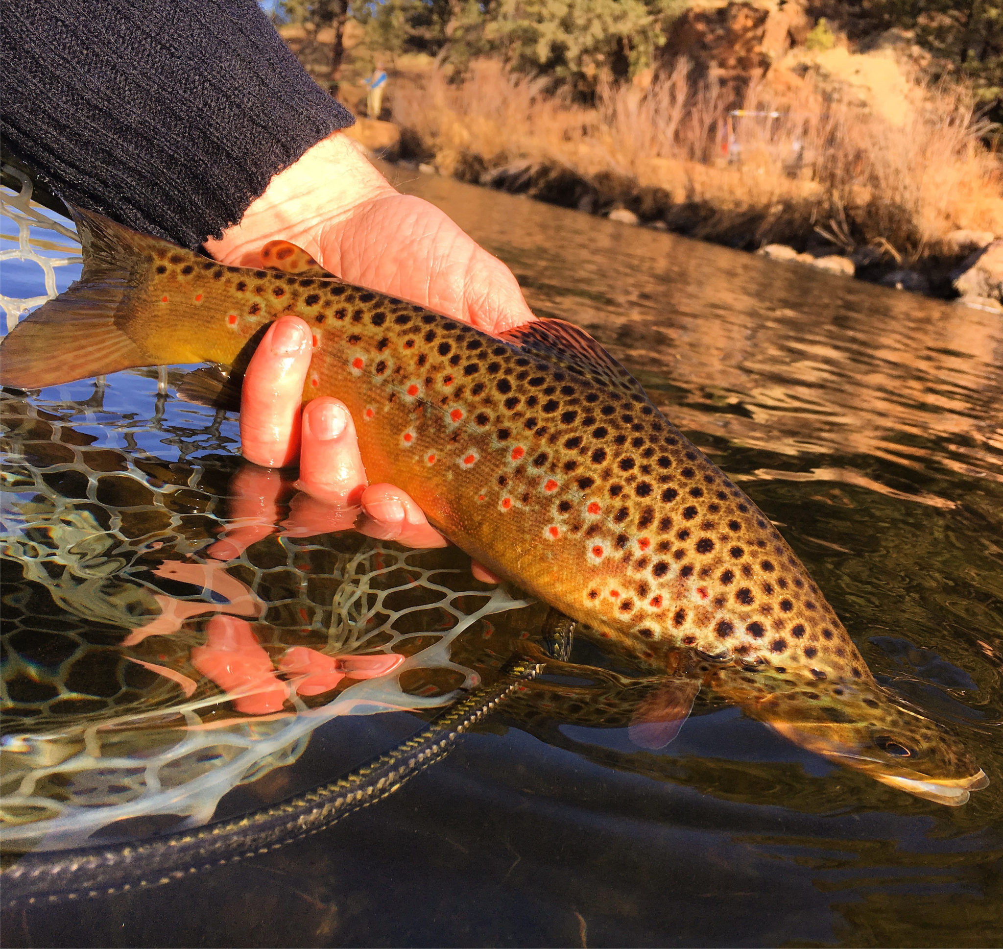 Abell River Ranch Wild Trout