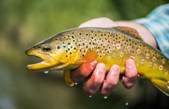 Fly Fishing the South Platte River