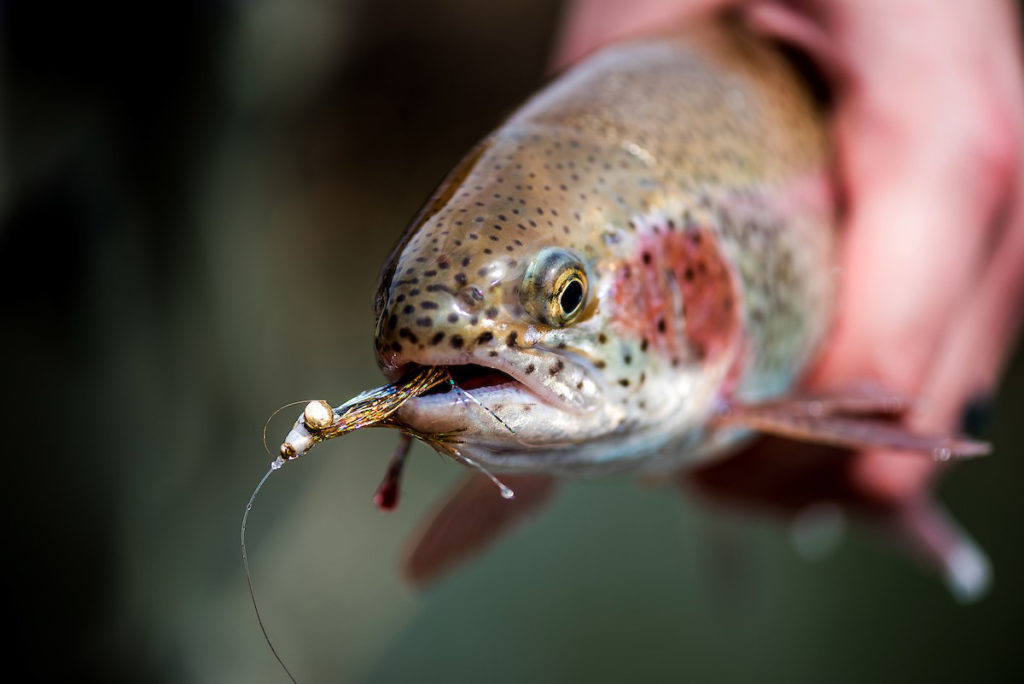 Abell River Ranch Fly Fishing