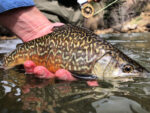 Boxwood Gulch Ranch 1/2 Day Guide Trip Certificate