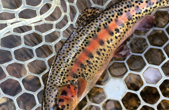 Wild Colorado Trout