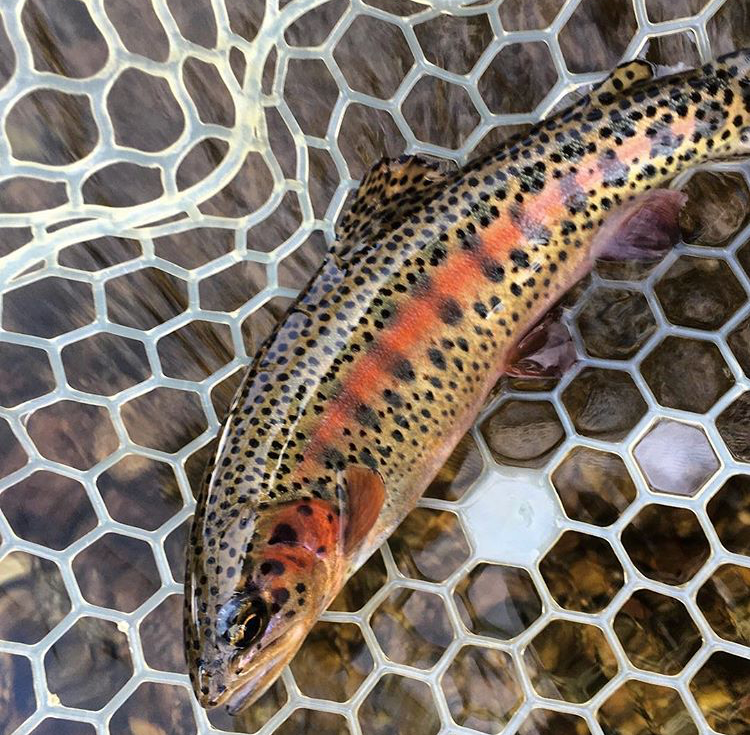 Wild Colorado Trout