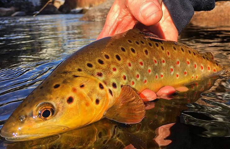 Winter Fly Fishing on the South Platte River