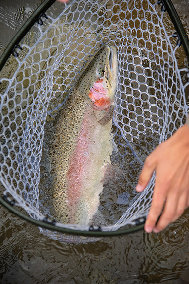 Big Boxwood Rainbow Trout