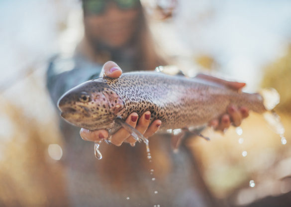 Colorado Guided Fly Fishing