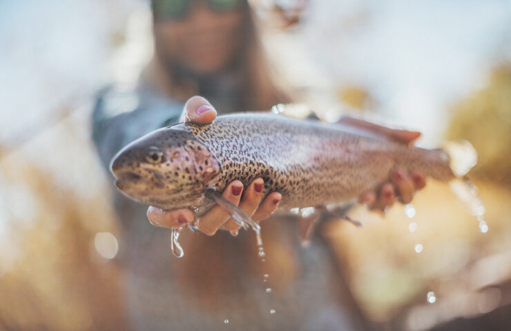 Colorado Guided Fly Fishing