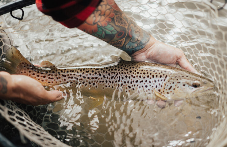 Colorado fly fishing guides