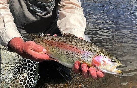 Abell River Rainbow